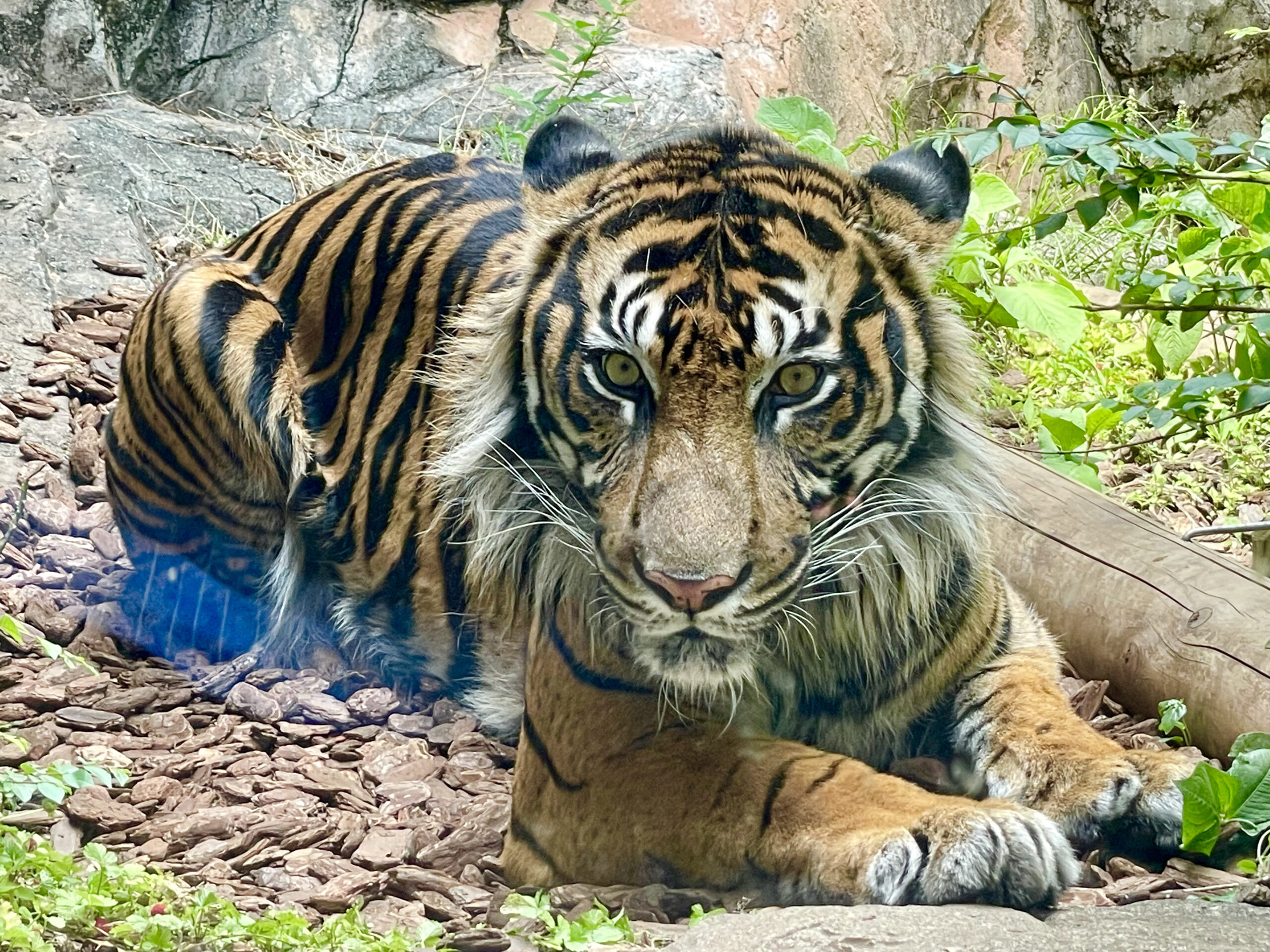 上野動物園