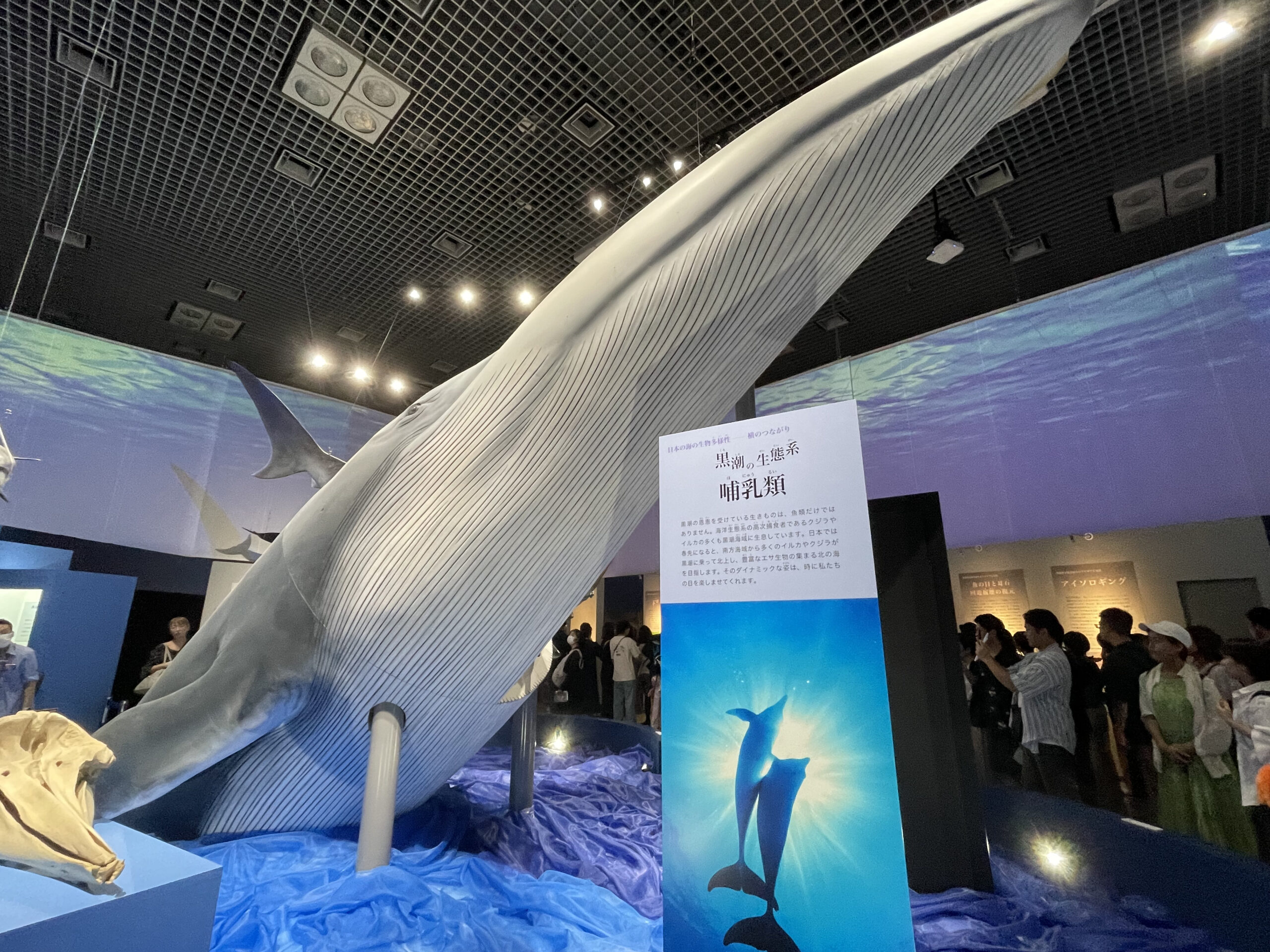 海展 in 国立科学博物館